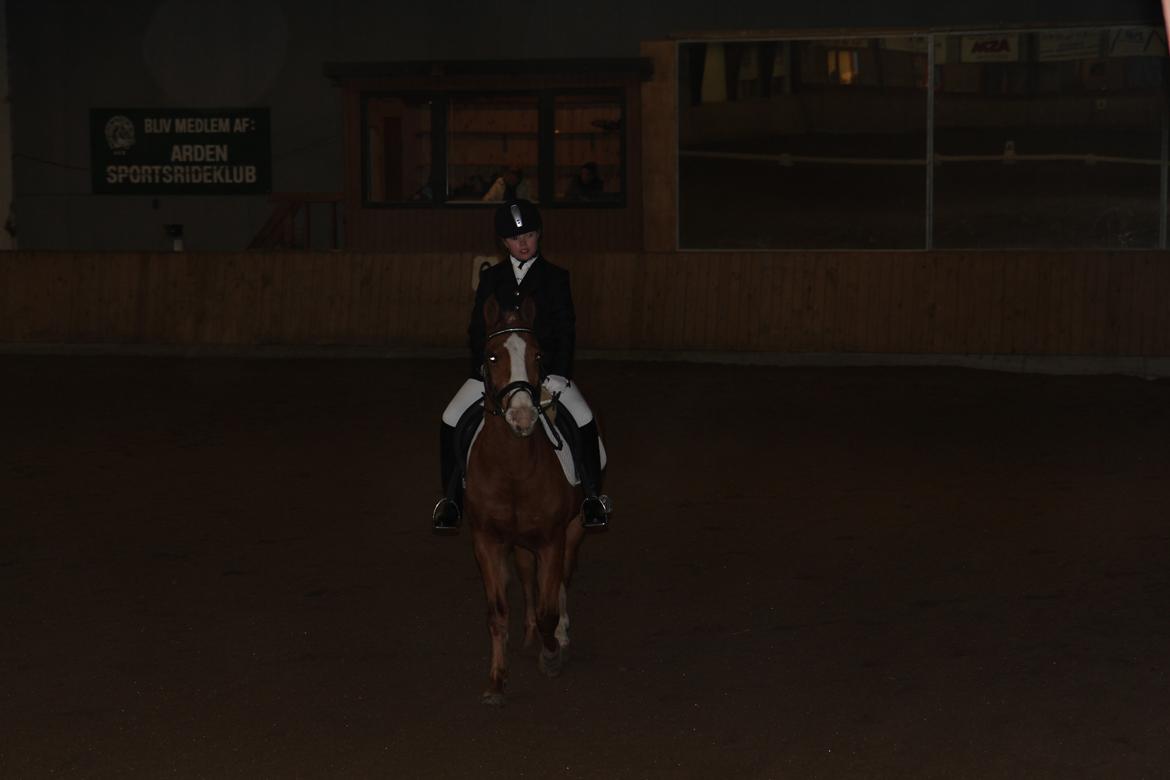 Anden særlig race Falcks Flamme "SOLGT&SAVNET" - jeg håber at Johanne og hendes familie elsker dig lige så meget som  jeg gjorde og stadig gør  billede 11