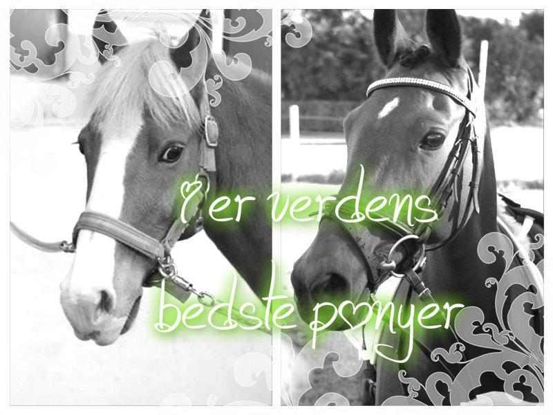 Anden særlig race Falcks Flamme "SOLGT&SAVNET" billede 12