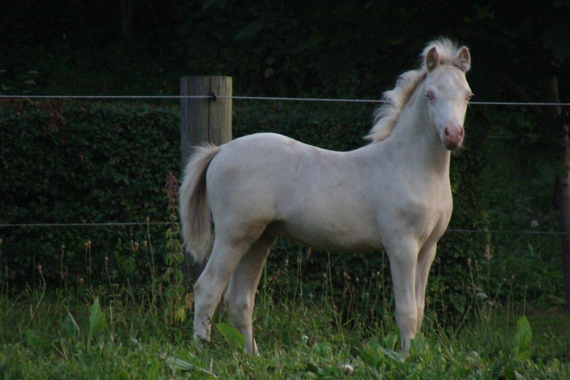 Welsh Mountain (sec A) Rø's Coldplay billede 8