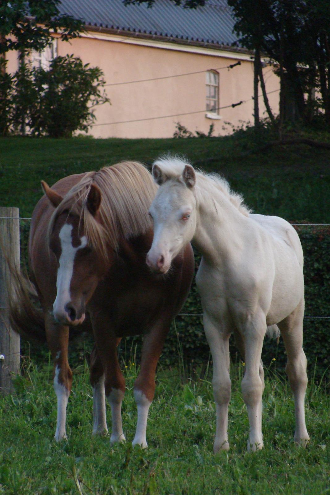 Welsh Mountain (sec A) Rø's Coldplay billede 9