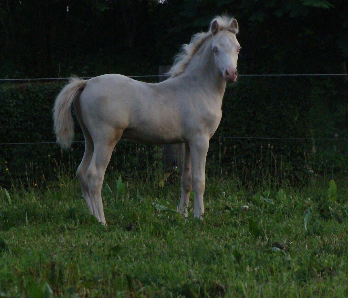 Welsh Mountain (sec A) Rø's Coldplay billede 10