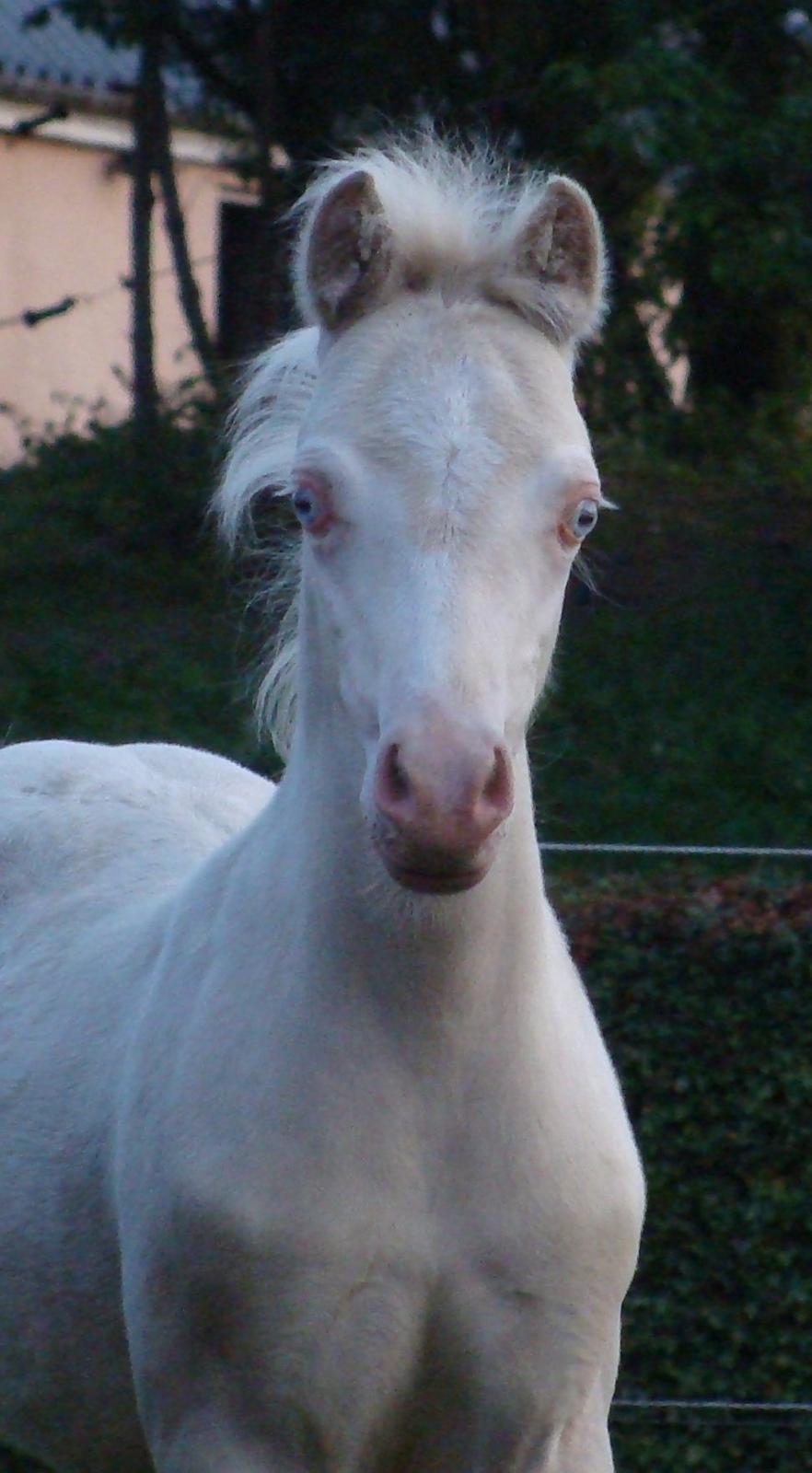 Welsh Mountain (sec A) Rø's Coldplay billede 11