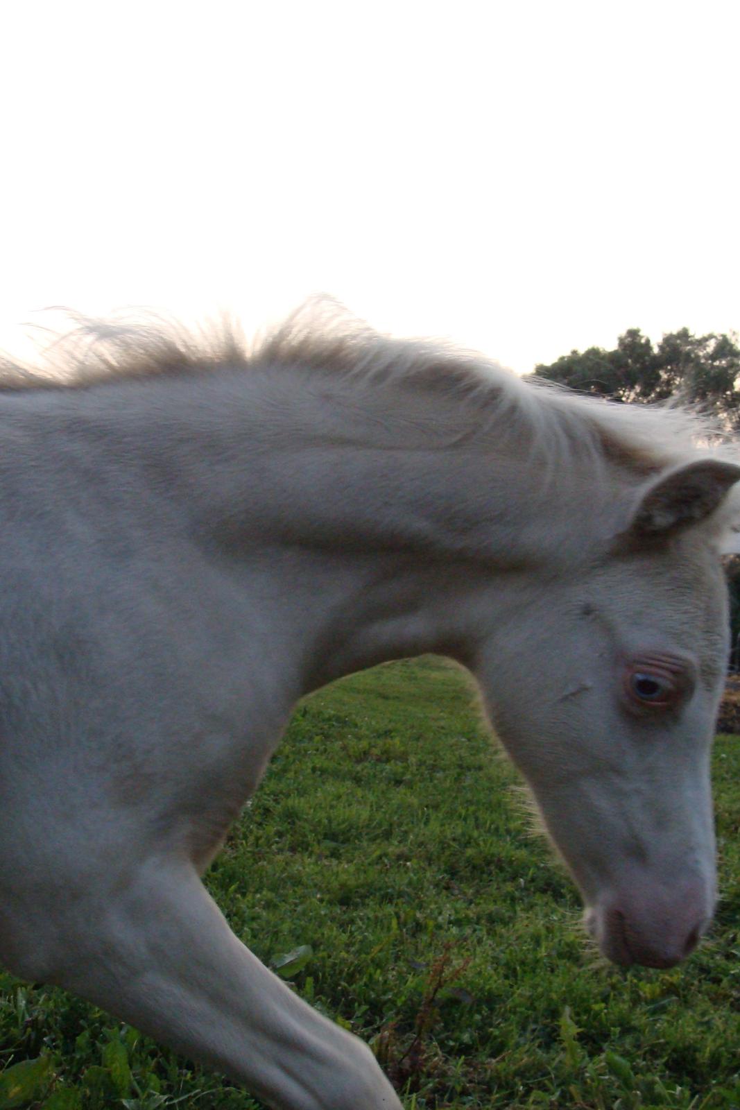 Welsh Mountain (sec A) Rø's Coldplay billede 12