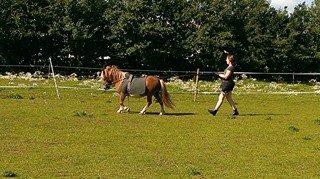 Shetlænder Dalbo´s Lukas - Lukas er ved at lære tøjlernes betydning og de mundtlige kommandoer. billede 5