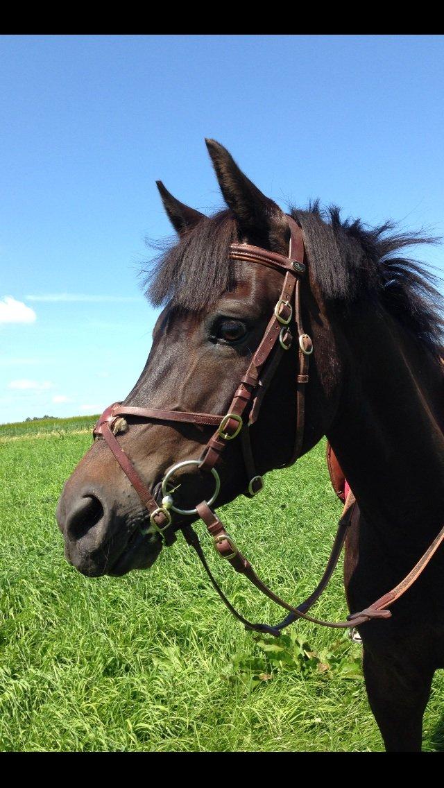 New Forest Løgtholt´s Bastian <3  - elsker dig basse <3<3<3 billede 15