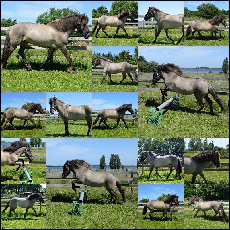 Islænder Fönn fra Ærø - Sommer 2013<3 billede 17