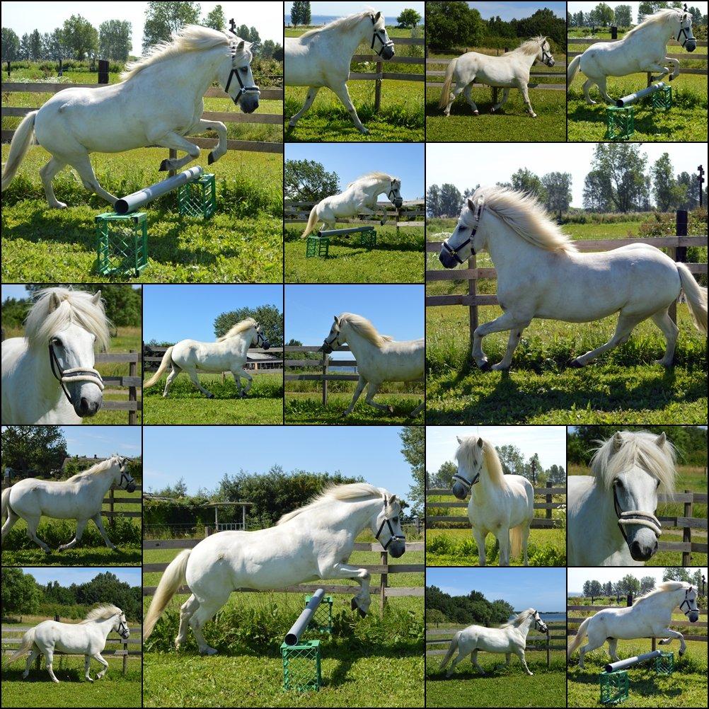 Islænder Jökull billede 14