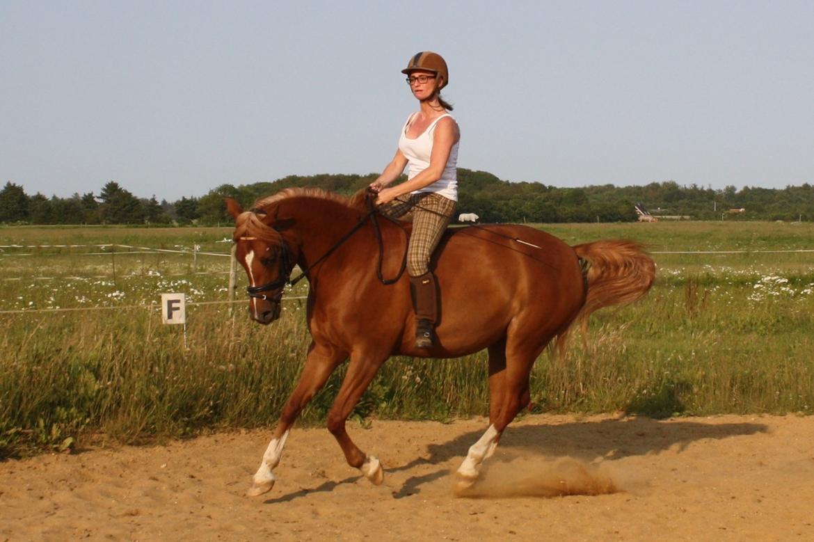 Arabisk fuldblod (OX) Zahrah Hamrah El Azraff billede 18