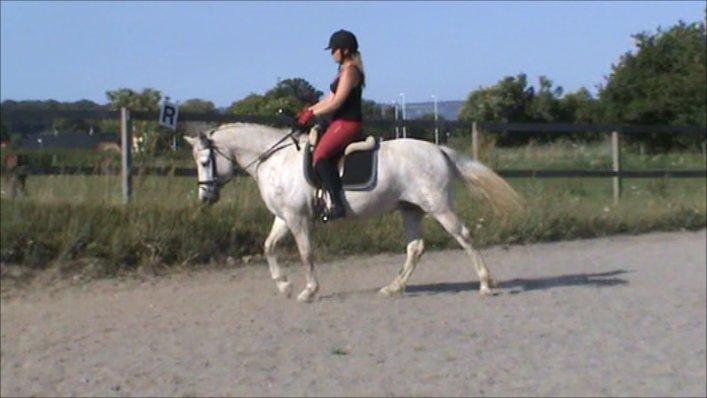 Connemara ASASARA GEILÉIS billede 20