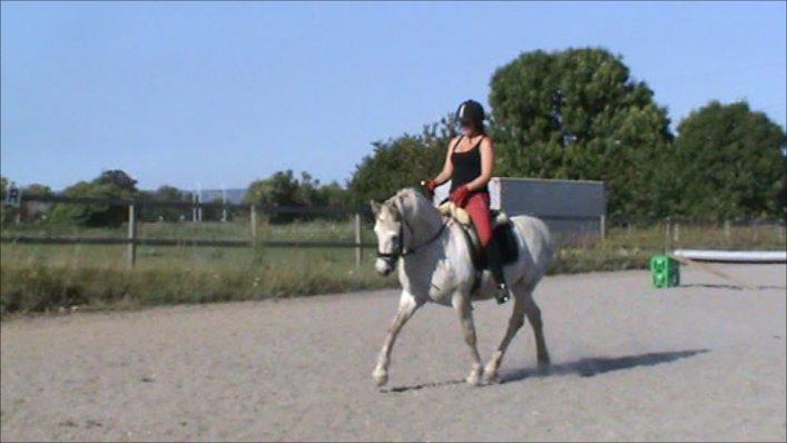 Connemara ASASARA GEILÉIS billede 6