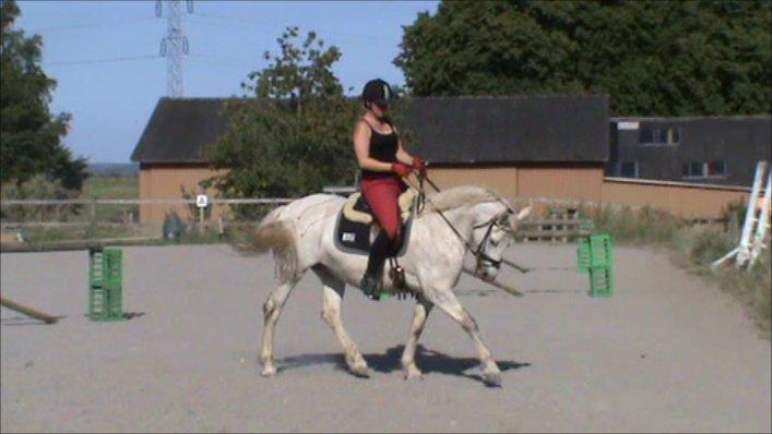 Connemara ASASARA GEILÉIS billede 10