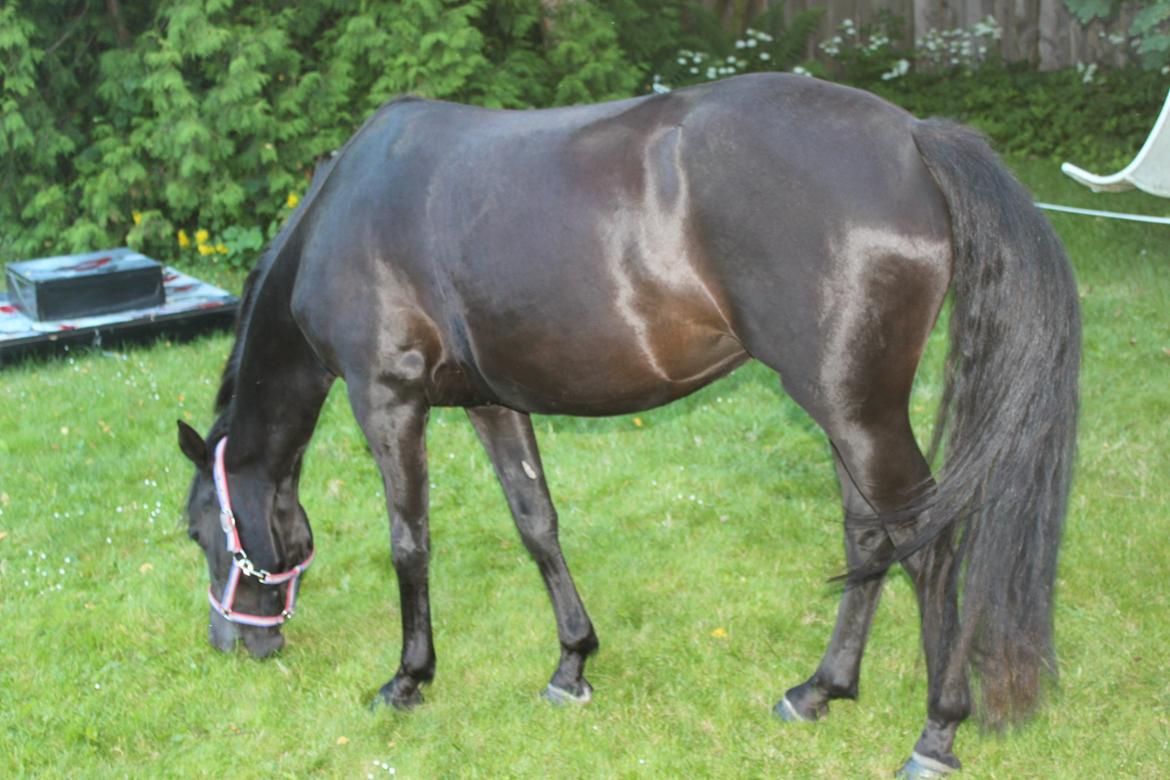 DSP Fiona billede 27