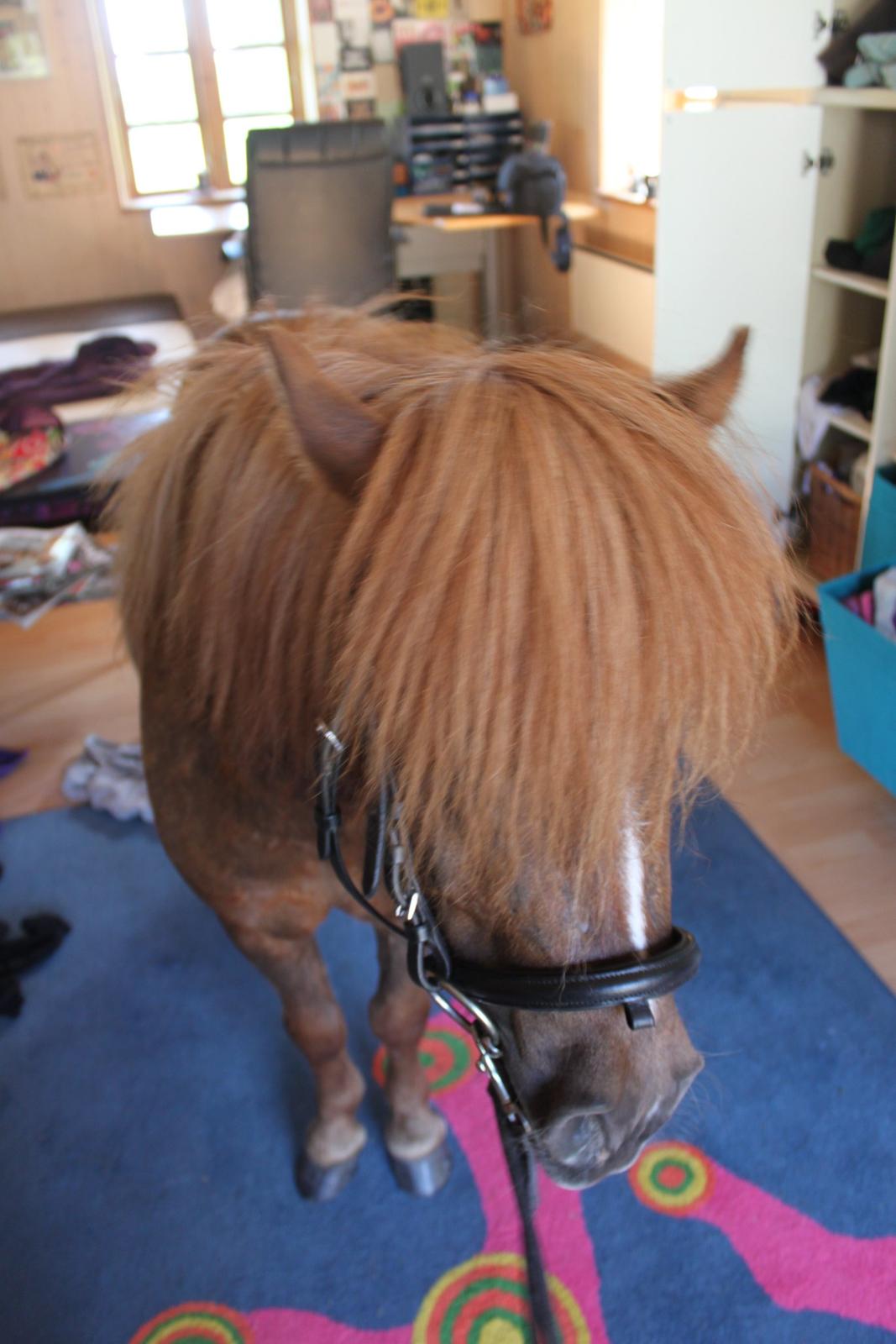 Shetlænder Totte billede 11