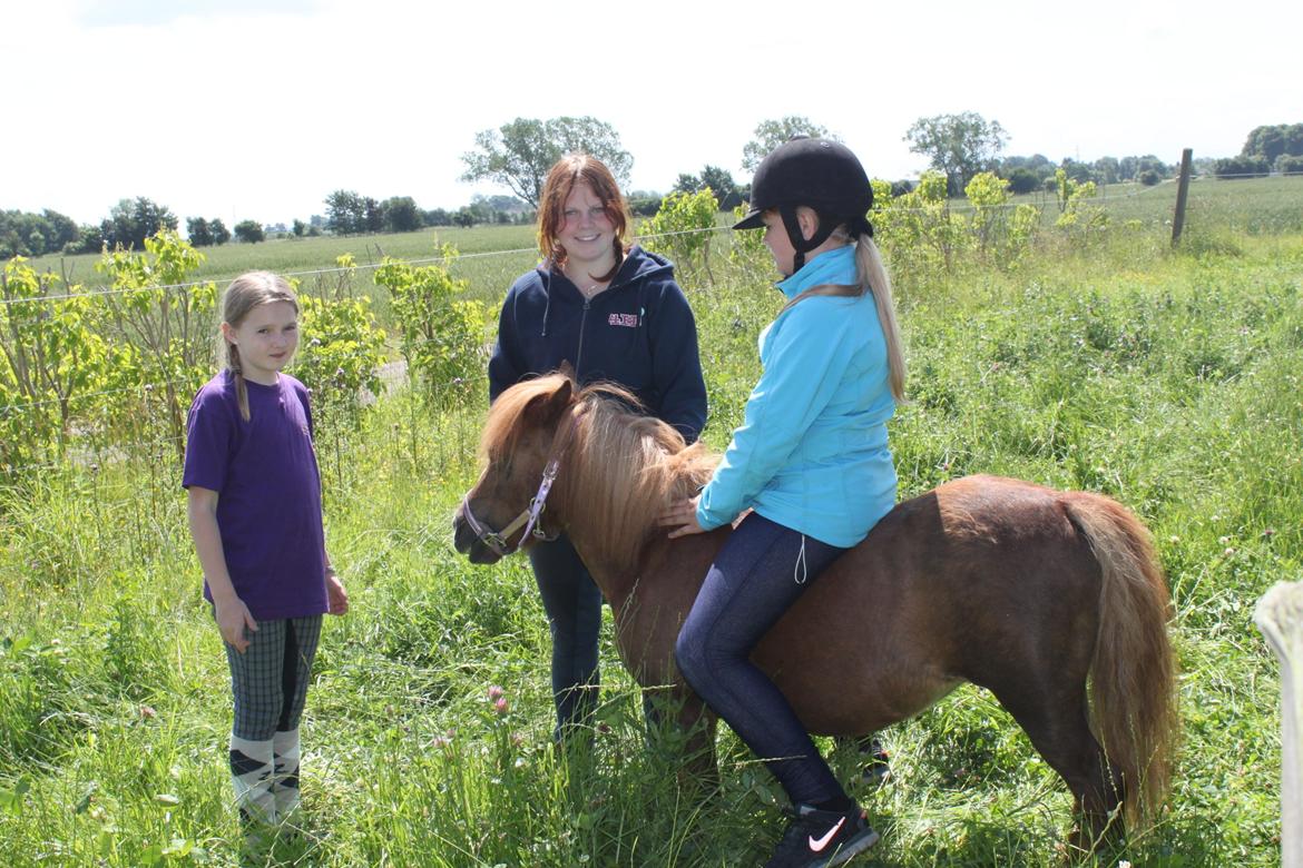 Shetlænder Totte billede 12
