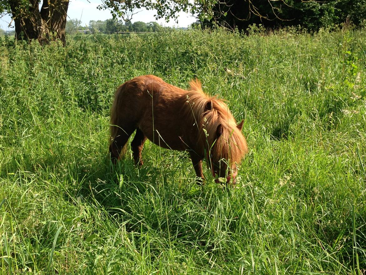 Shetlænder Totte billede 13