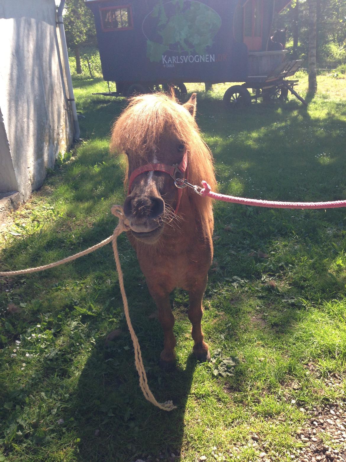 Shetlænder Totte billede 14