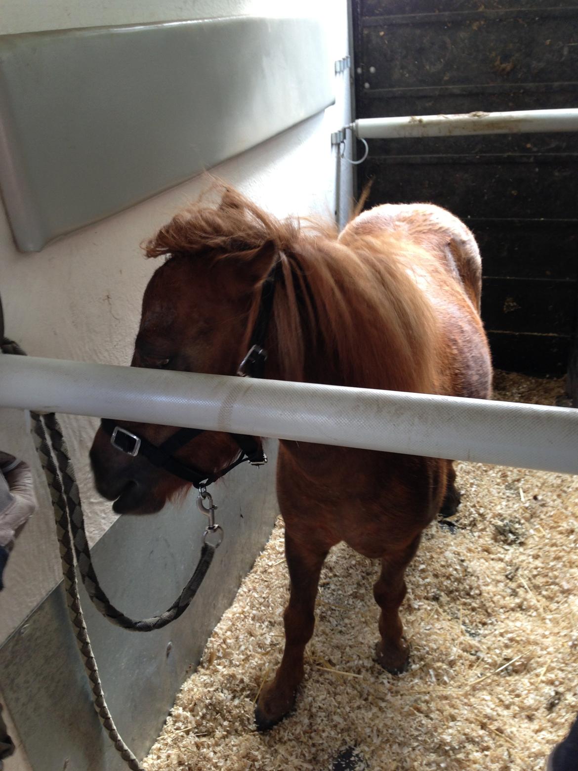 Shetlænder Totte - I trailer billede 16