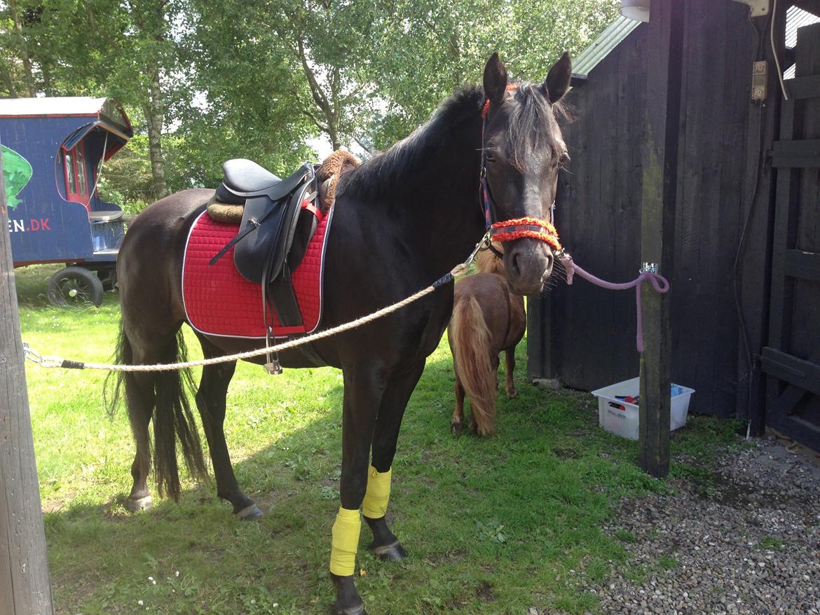 DSP Fiona billede 24