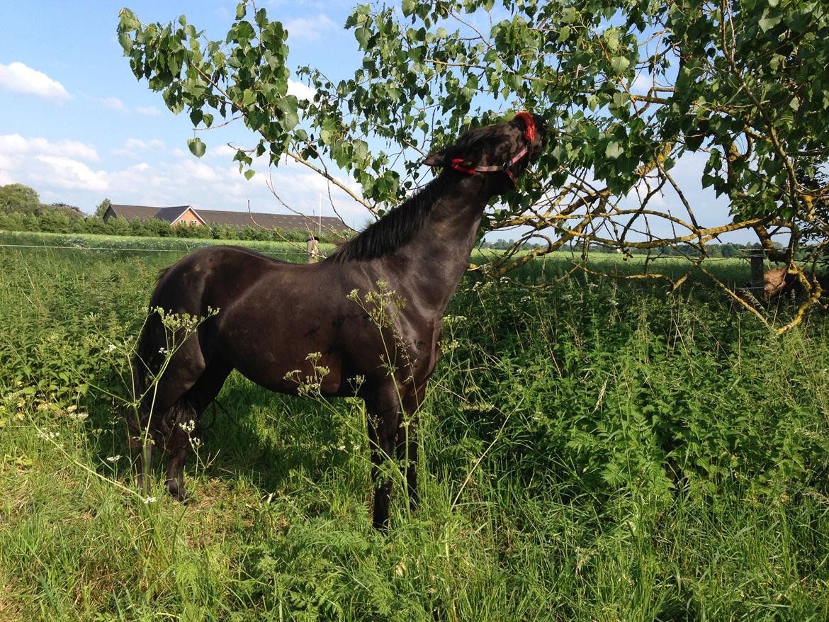 DSP Fiona billede 16