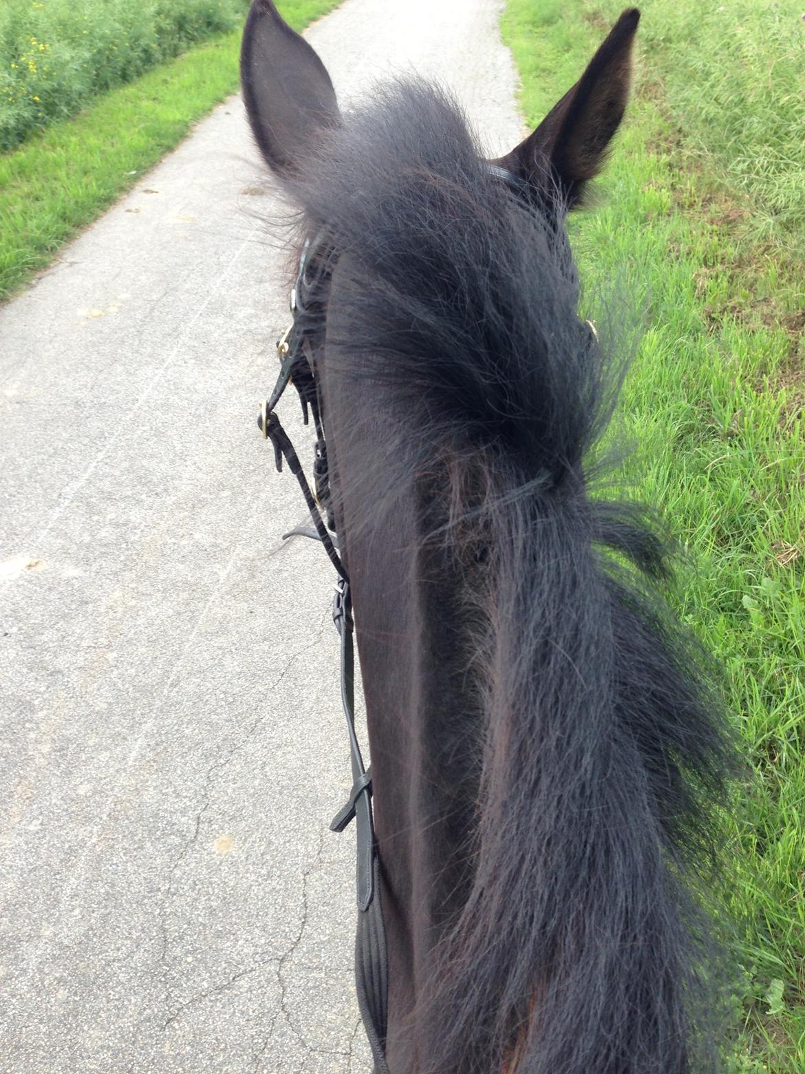 DSP Fiona billede 31