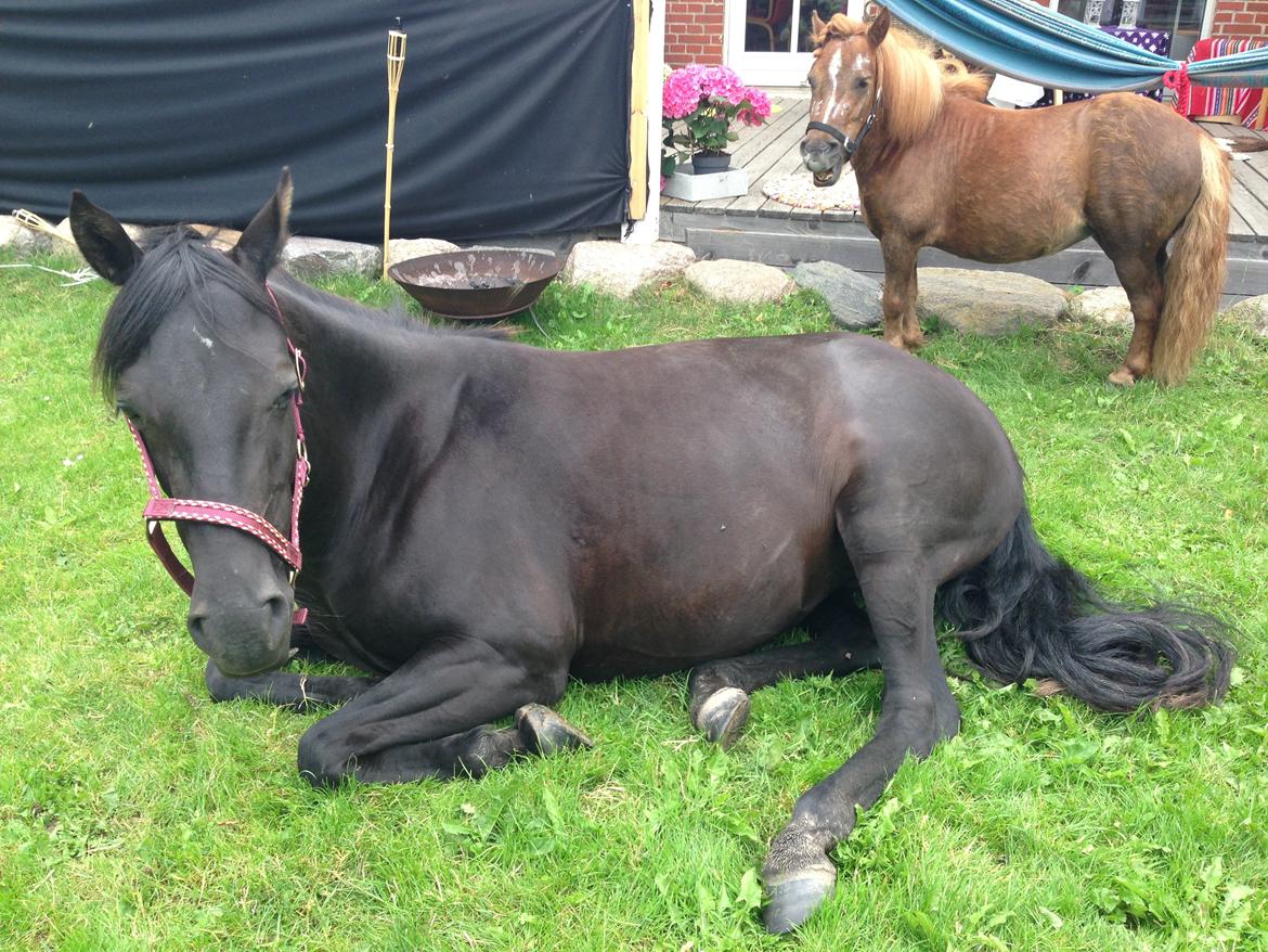 DSP Fiona - Tager da lige en lur i forhaven billede 26