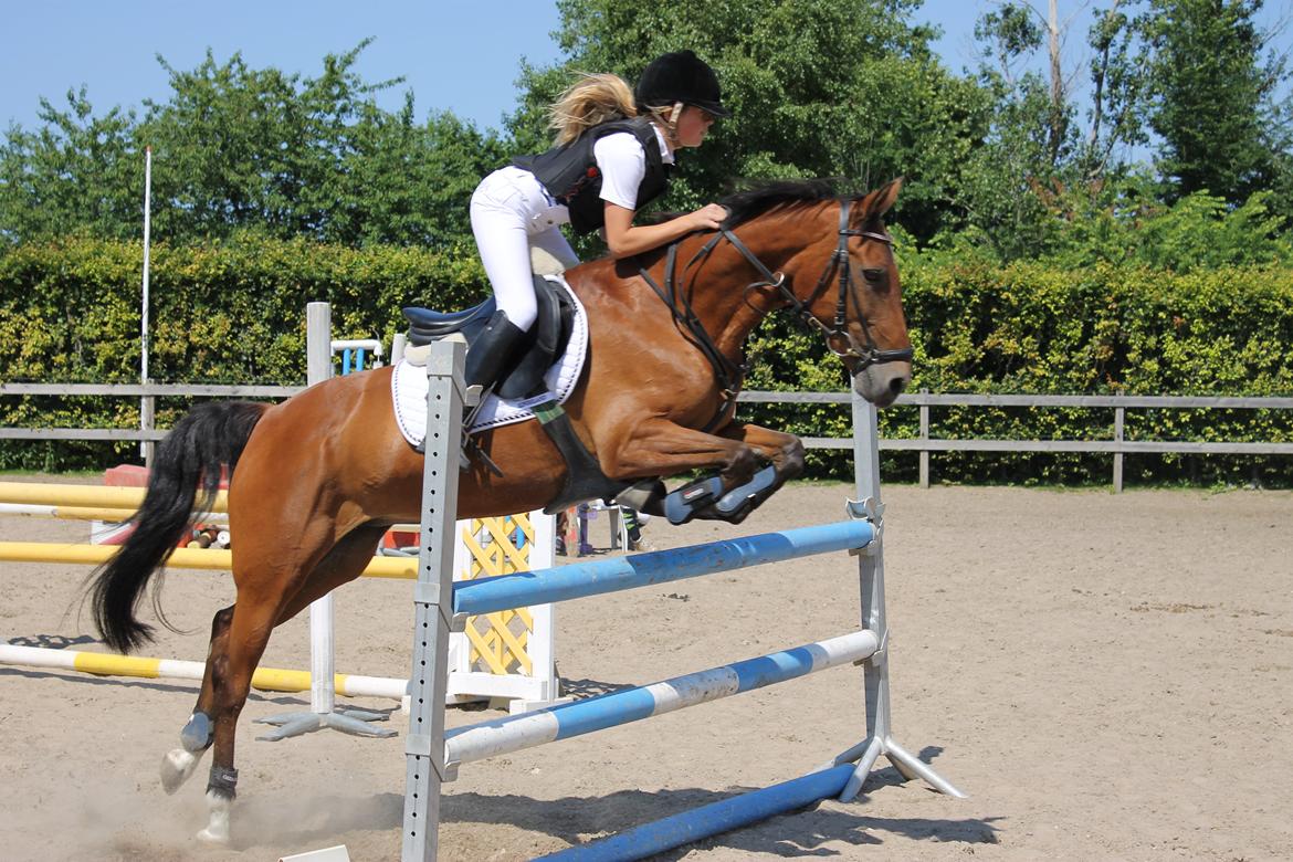 Irsk Sportspony Miss Acrobat (Smiley) <3 - Første stævne <3
Taget af Nico <3 billede 14