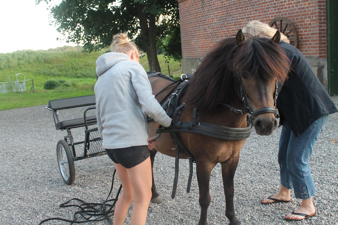 Dartmoor Flicka - Første gang med seletøj på <3 billede 4