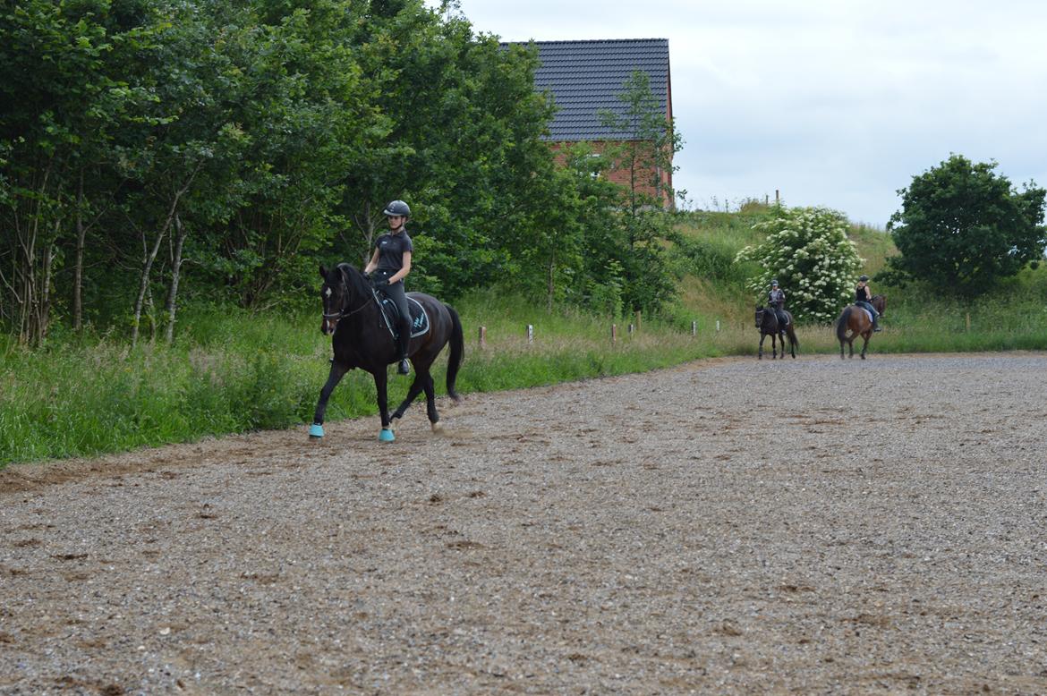 Hollandsk Varmblod Ukki Louwra B-pony billede 15