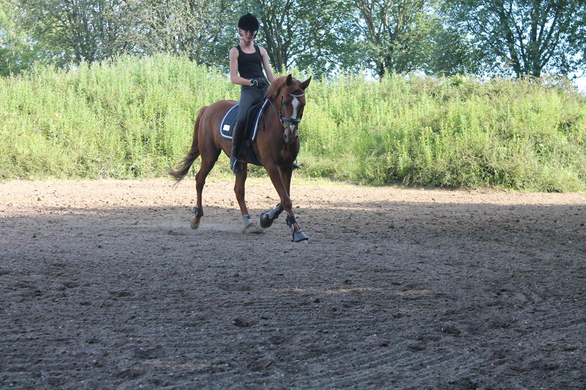 Anden særlig race Chanell  - Træning <3 billede 6