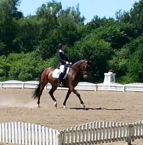 Dansk Varmblod Drisdals Jonaki billede 7