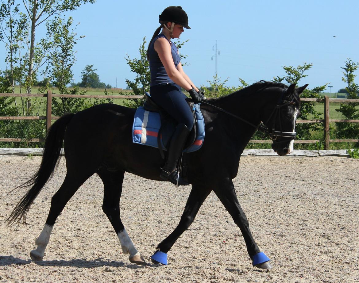 Anden særlig race Bertil - Bertil og jeg, dressurundervisning juli 2013. billede 14
