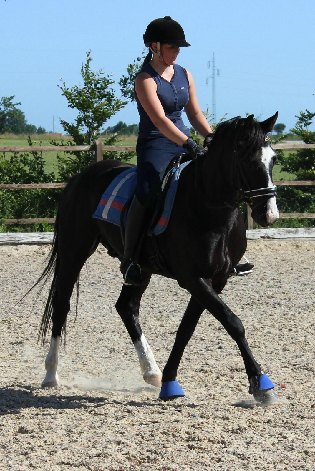 Anden særlig race Bertil - Bertil og jeg, dressurundervisning Juli 2013 billede 2