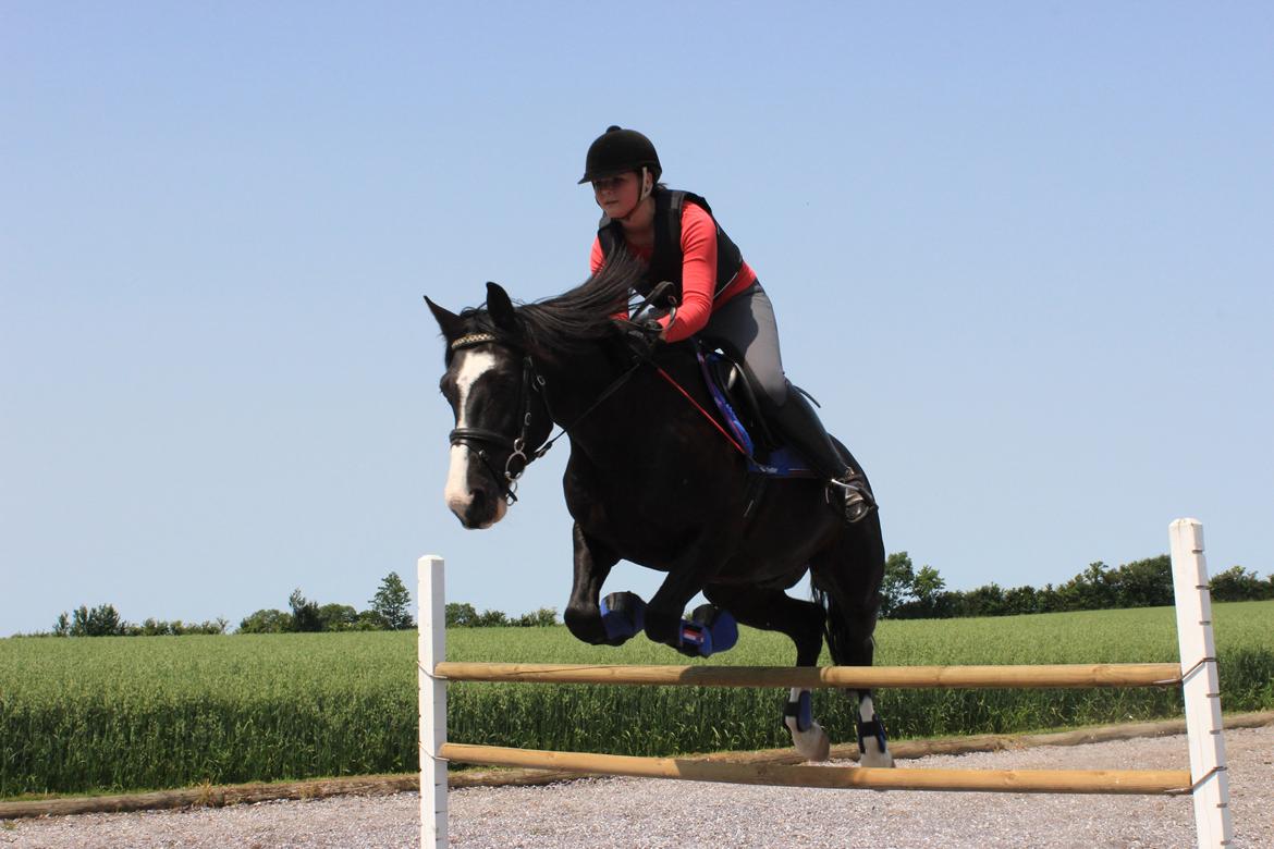 Anden særlig race Bertil - Bertil og jeg, 120 cm springtræning, juli 2013.  billede 6