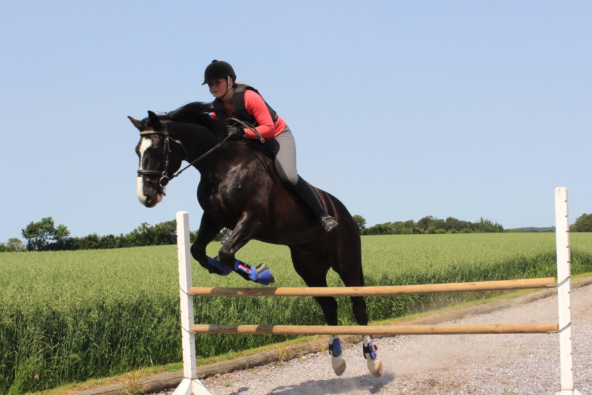 Anden særlig race Bertil - Bertil og jeg, springtræning juli 2013 uden sadel. billede 16