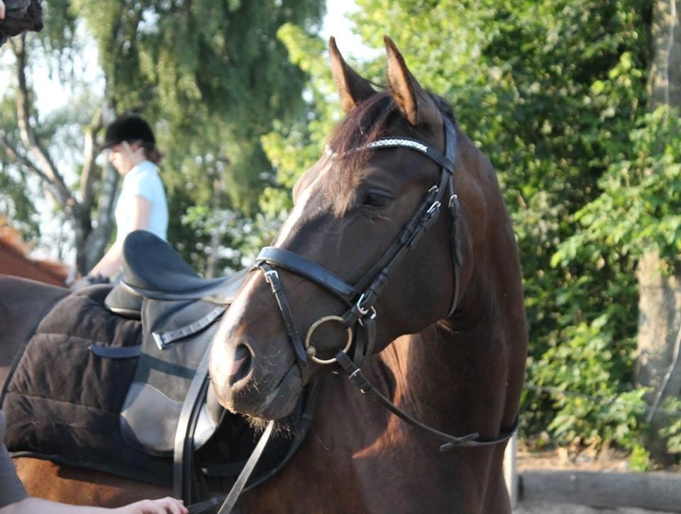 Dansk Varmblod / Sportspony   November Surprise billede 8