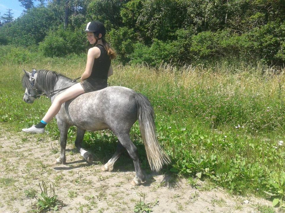 Welsh Mountain (sec A) Gribsvads Niam *sommer part* billede 19