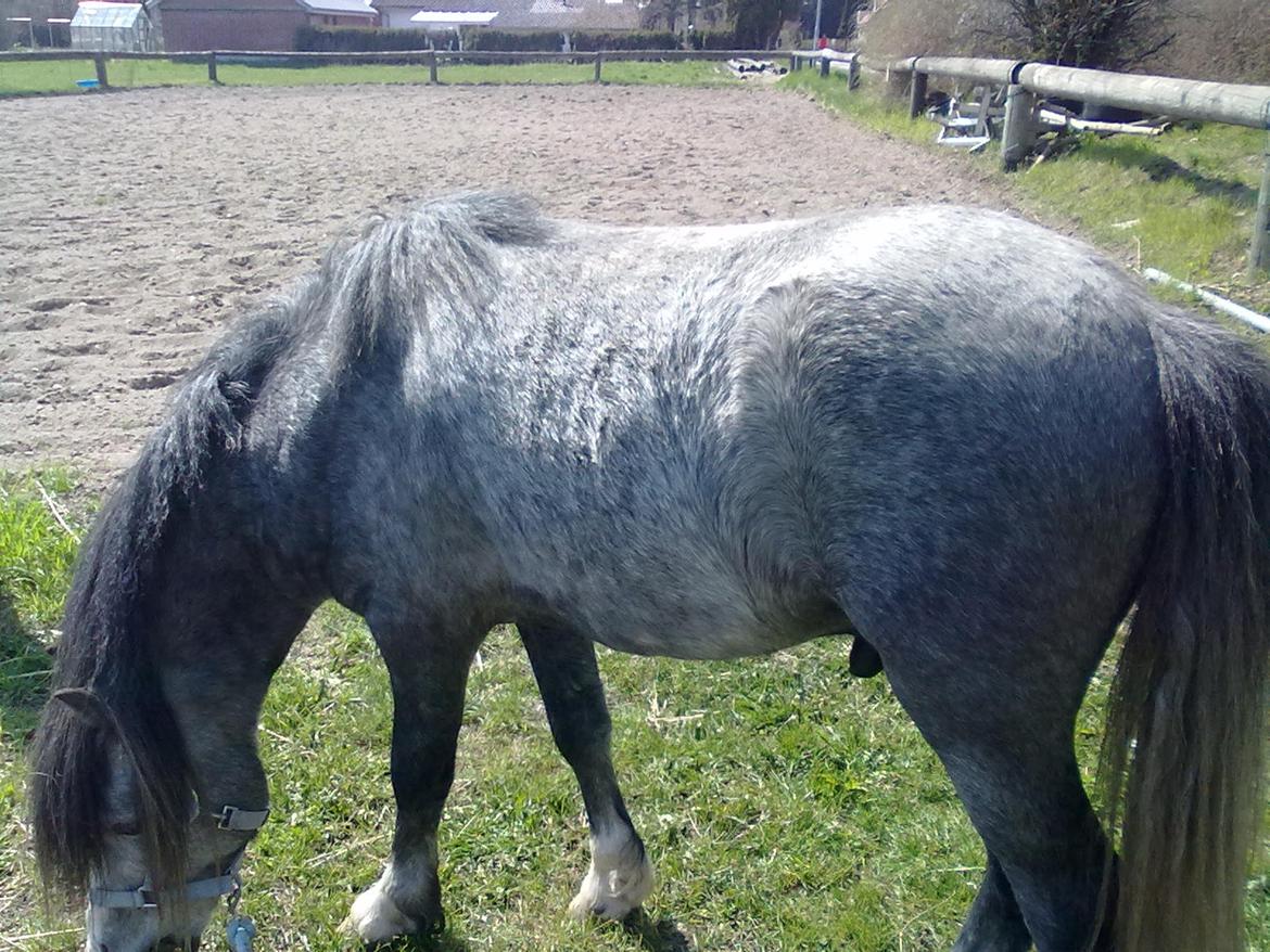 Welsh Mountain (sec A) Gribsvads Niam *sommer part* billede 20