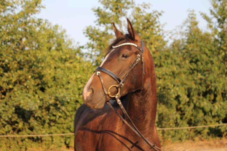 Dansk Varmblod / Sportspony   November Surprise billede 10