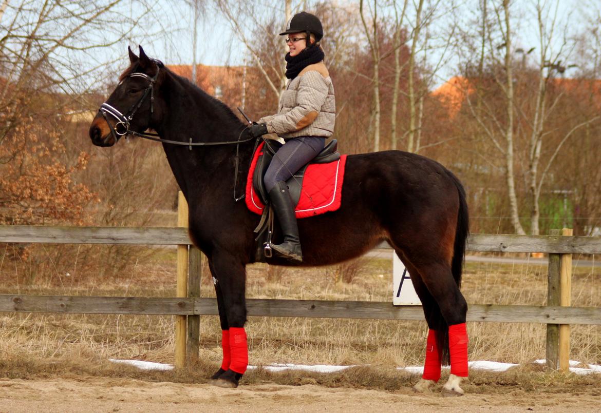 Dansk Varmblod Vesterhavegaard´s Deuchet Epona billede 14