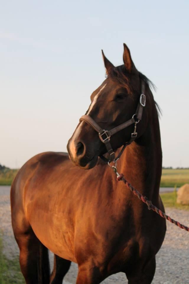 Dansk Varmblod / Sportspony   November Surprise - Hun har vist selvtilliden i orden! :) billede 11