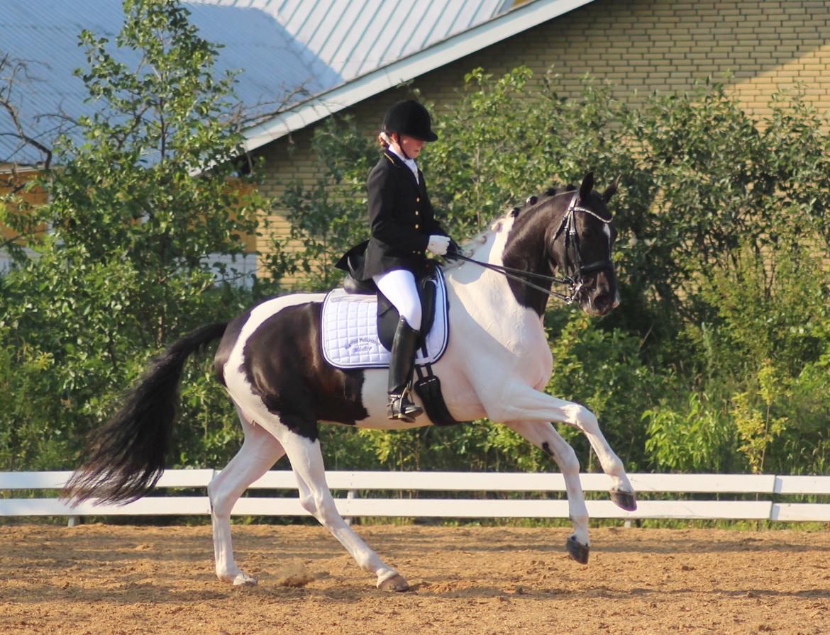 Pinto Vestervangs Miss Zorba - Changement, DYD-stævne i HRV juli 2013 billede 18