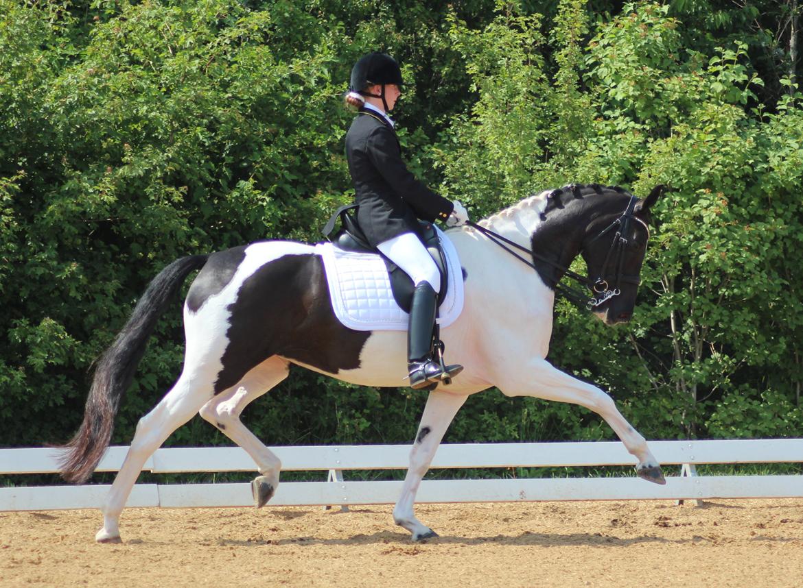 Pinto Vestervangs Miss Zorba - Fri trav, DYD-stævne i HRV juli 2013 :) billede 19