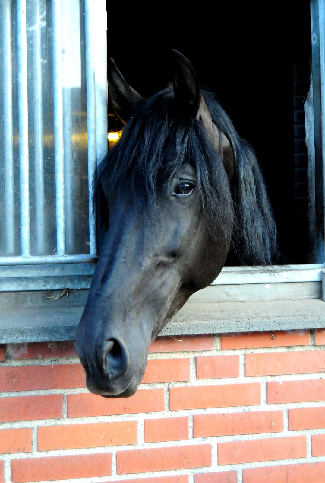 Lusitano Macho De José [Himmelhest] billede 25