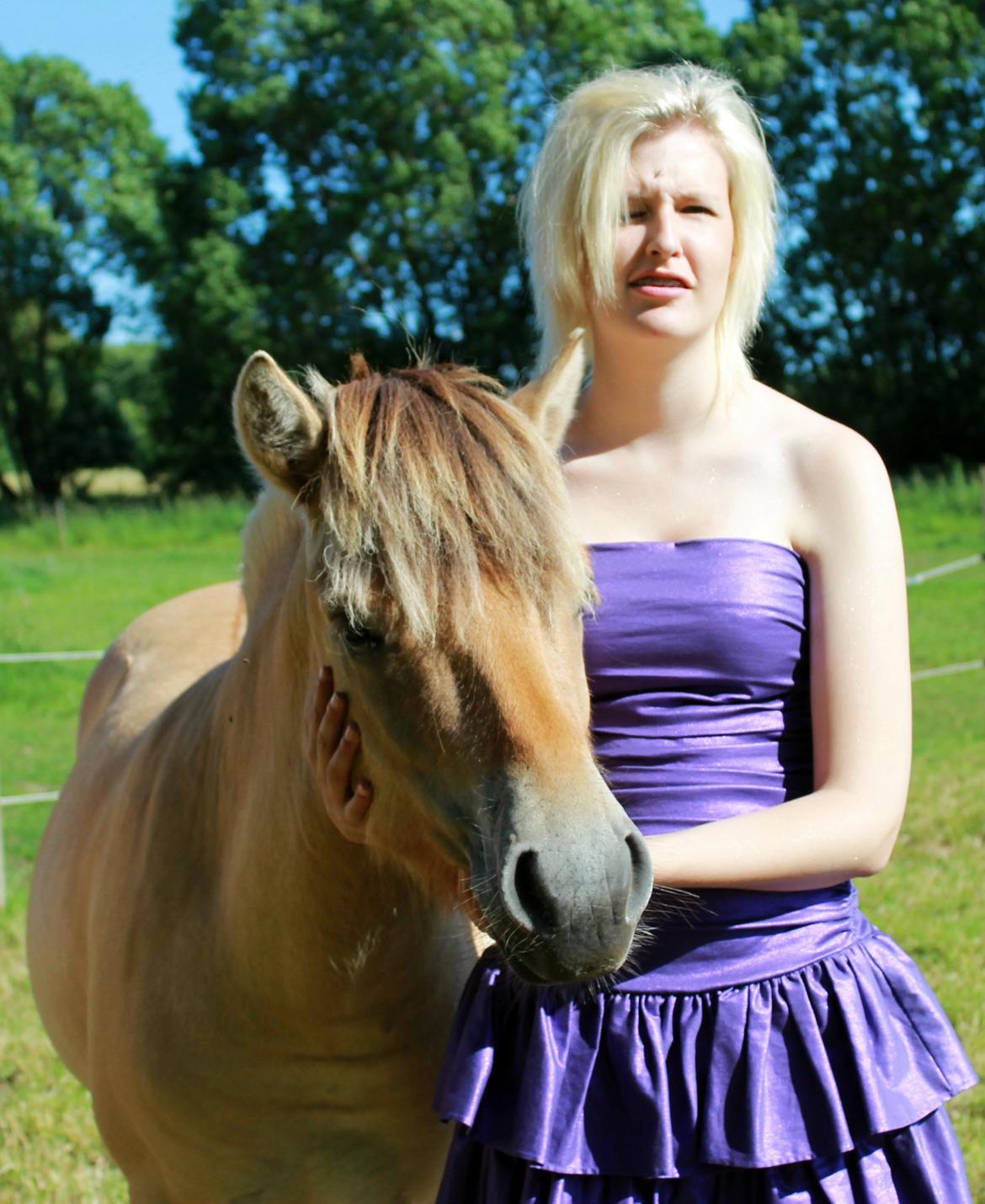 Fjordhest Faust Fyrsø billede 9