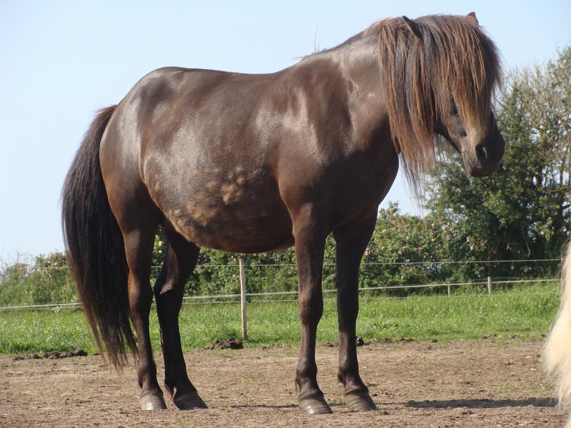 Islænder Vaka fra Stårup - Vaka få dage inden hun skulle nedkomme i 2013 billede 9