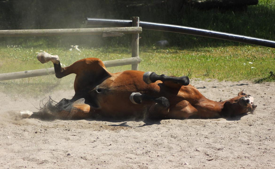 Anden særlig race Pedro El Valentino [Pede] - Nogen gange er min hest bare det skøreste væsen jeg nogensinde har mødt! Men man siger jo ''Som ejer så hest!'' foto: Line Holst Petersen billede 18