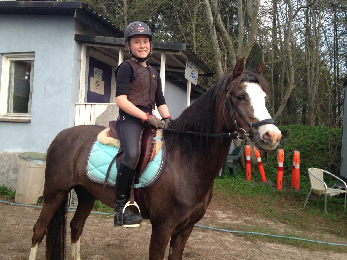 Welsh Pony (sec B) Smukke billede 9