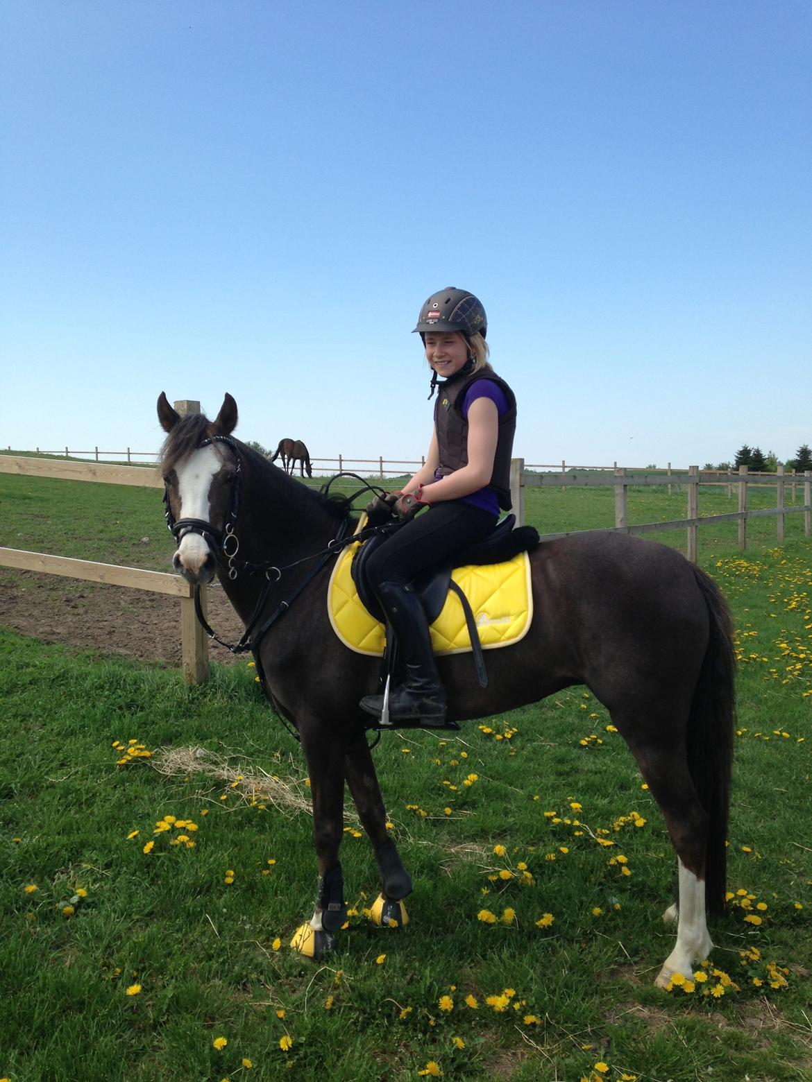 Welsh Pony (sec B) Smukke billede 11
