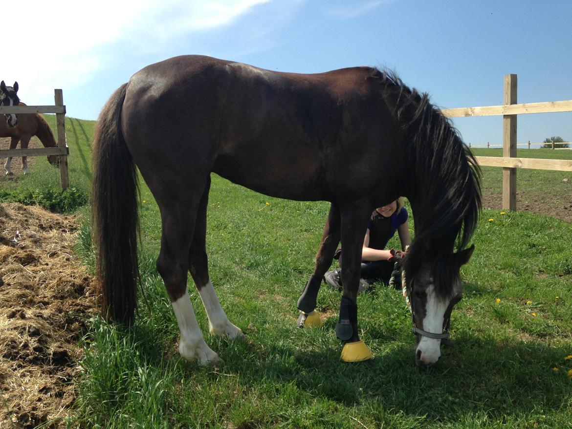 Welsh Pony (sec B) Smukke - GRÆS  billede 3