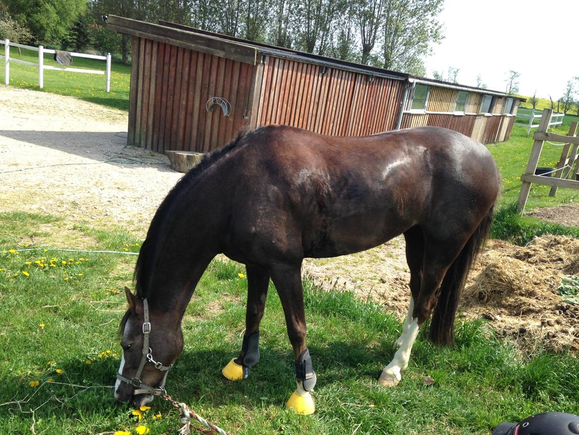 Welsh Pony (sec B) Smukke billede 7